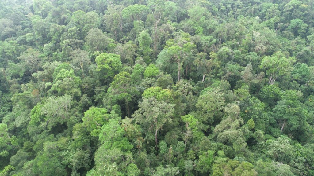 discover carbon credit opportunity properties in costa rica
